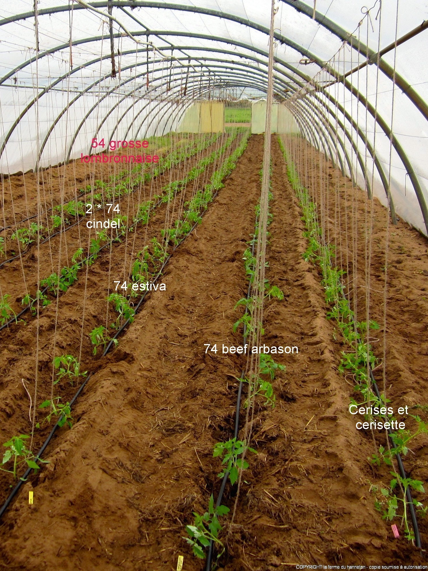 Plantation des tomates – la ferme du hanneton