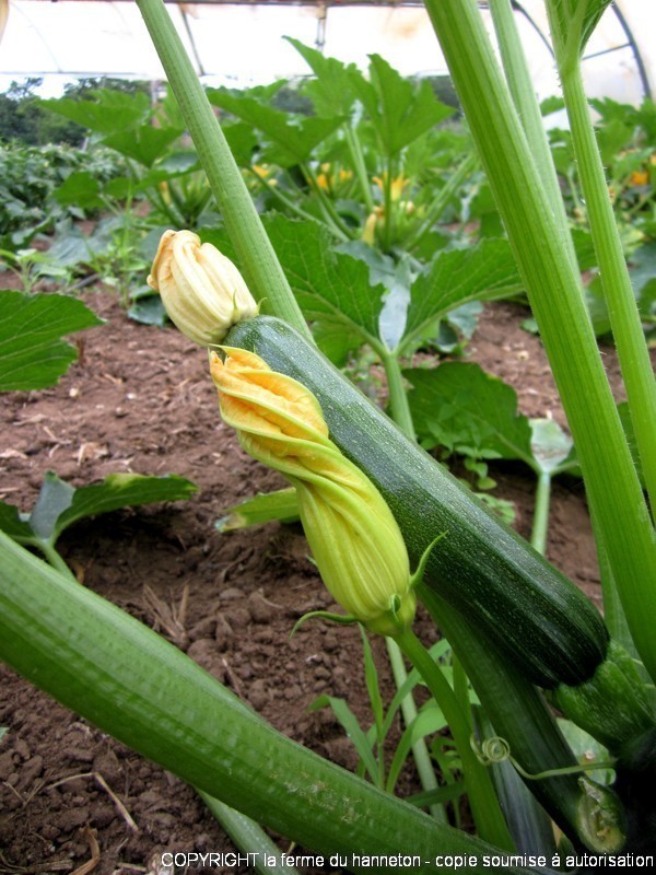 130611-Courgettes-1
