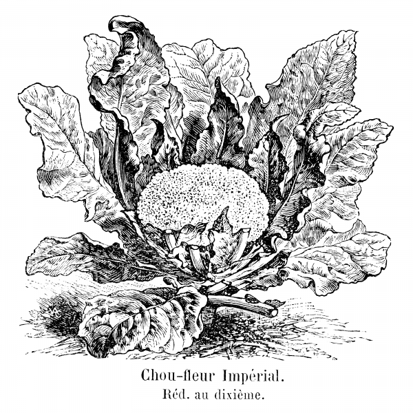 Chou-fleur_Impérial_Vilmorin-Andrieux_1904