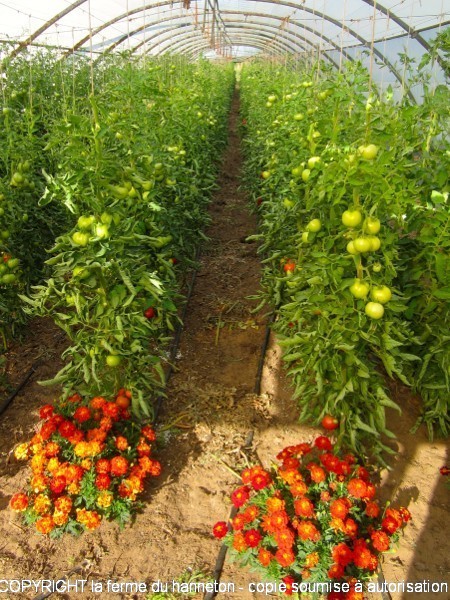 Serre1-tomates