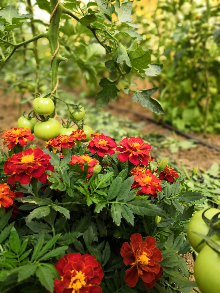 Palissage des tomates et fleurs