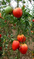 Tomate coeur de boeuf