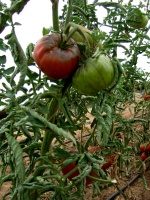 Tomate noire de cri