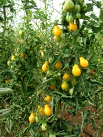 Tomate cerise yellow
