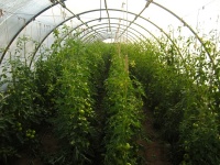 Serre 4 : tomates (série 2)