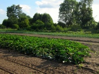 champ de courgettes, oignons, céleris, bettes et betteraves