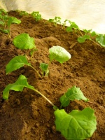Rutabaga