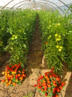 Serre 1 : tomates