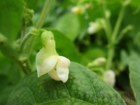 Fleur de haricot nains