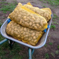 et les patates prêtes à être livrées, à Changé, EN BROUETTE ! :D