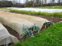 les poireaux protégés, à peu près, de la terrible mineuse