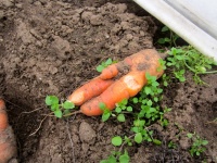 et encore des salauds de rongeurs, mais que font les chats ! 