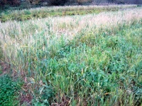 engrais vert (céréale/protéagineuse)