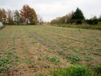 les engrais verts à travers la paille d'anciennement les courges