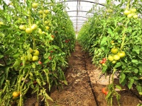 Tomates2.jpg